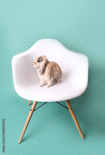 rabbit on a chair