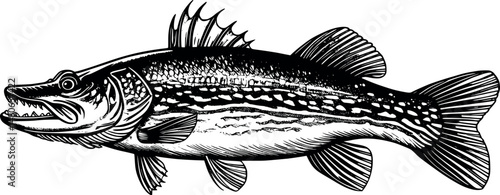 Pike fish engraving in antique style isolated on white