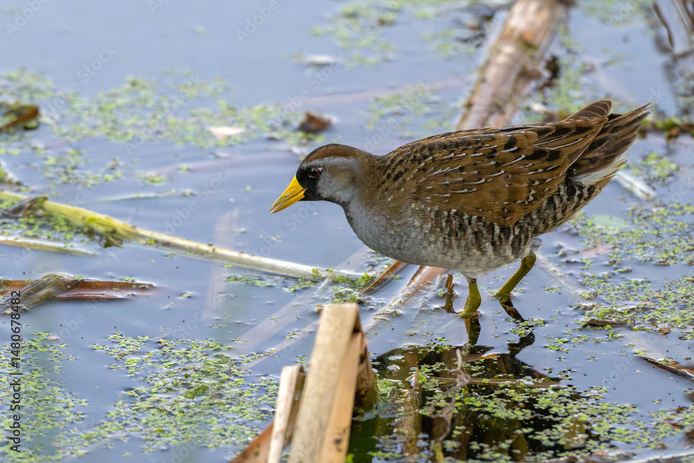 Fototapeta premium Sora wading in a shallow lake.