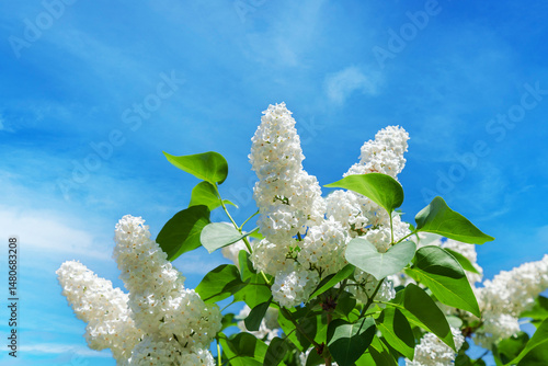 Beautiful blooming white lilac against the blue sky