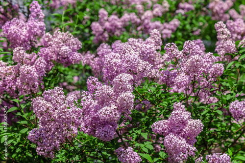 A bouquet of purple lilac flowers with green leaves. The flowers are collected in a bunch and grow on a bush.