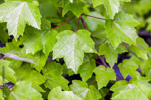 Deciduous tree maple with green leaves.