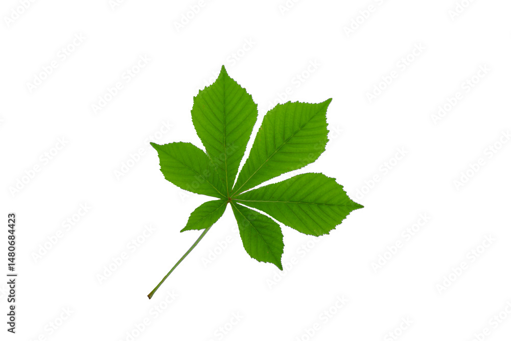 Fototapeta premium Leafy green plant with a stem