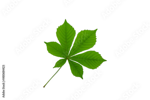 Leafy green plant with a stem