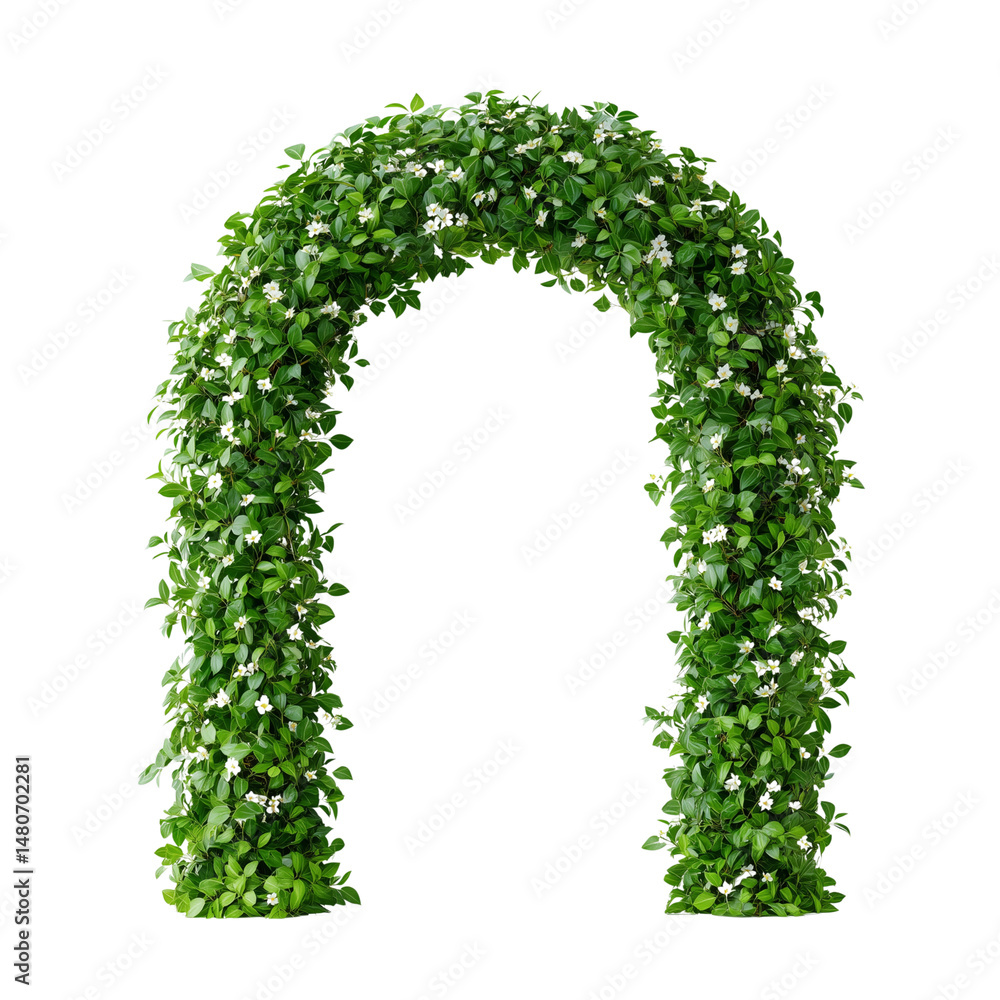 Green ivy arch with white flowers isolated on white