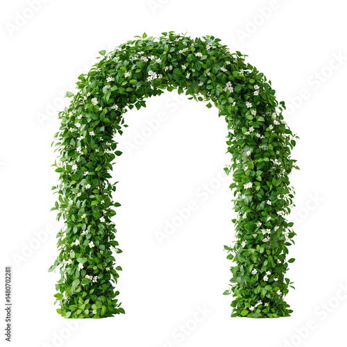 Obraz na płótnie Green ivy arch with white flowers isolated on white w salonie
