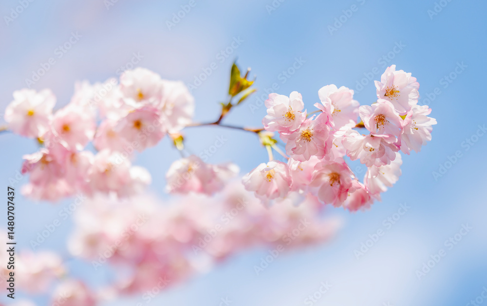 Fototapeta premium Close up of cherry tree pink blossoms