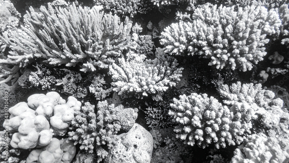 Fototapeta premium Living Coral Reef Texture - Pantone Color of the Year Background for Sustainable Designs