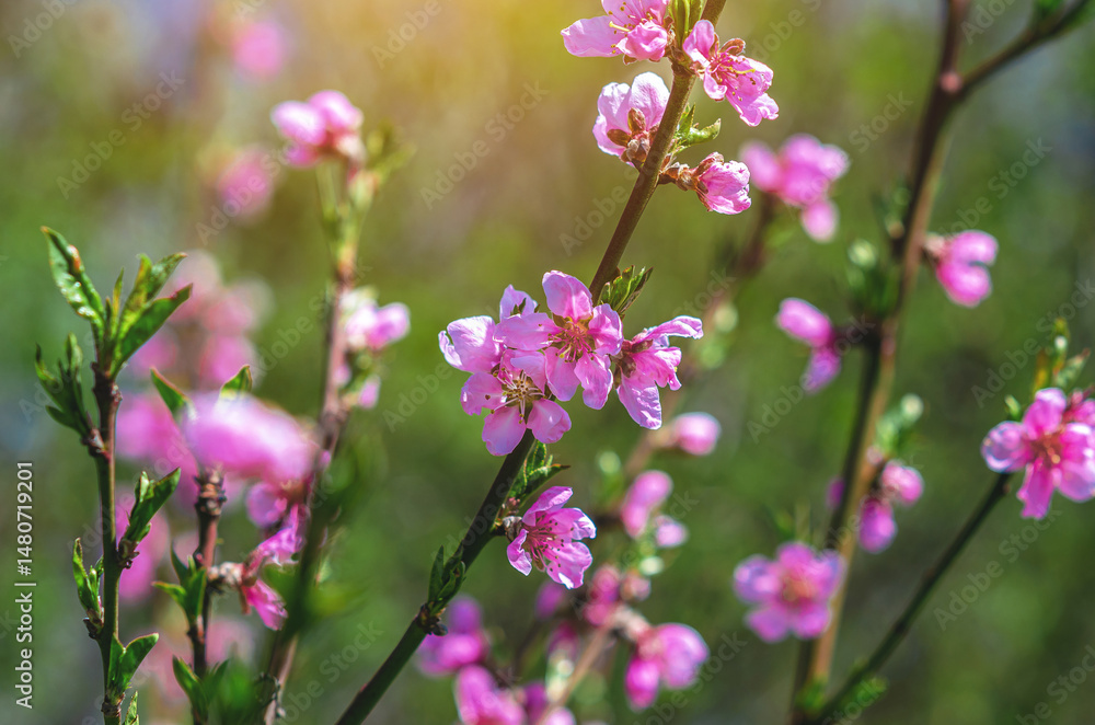Blossomed pink flowers on apple branch, blurred background. Spring flowering. Selective focus. Blossomed pink flowers on apple branch, blurred background. Spring flowering. Selective focus.