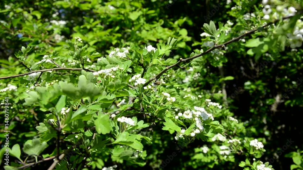 Hawthorn (Crataegus oxyacantha) bloom close up Hawthorn (Crataegus oxyacantha) bloom close up