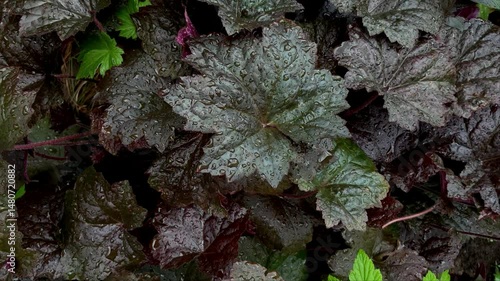 Leaves of a Heuchera plant with a water drops