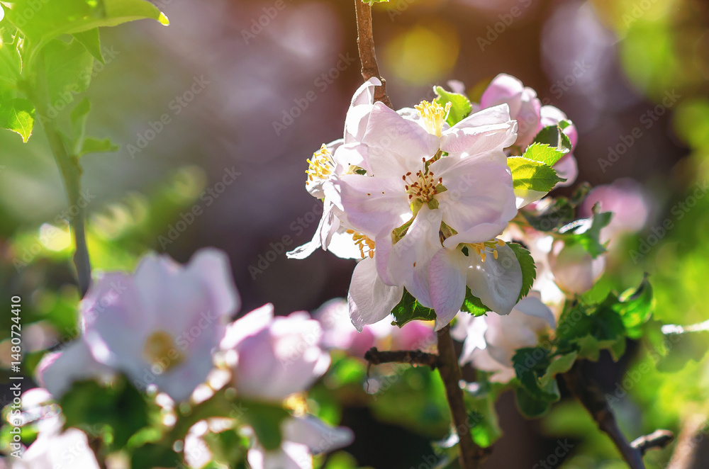 Obraz premium White flowers on apple tree branch, blurred background. Spring blossom. Floristic natural spring concept. Macro.