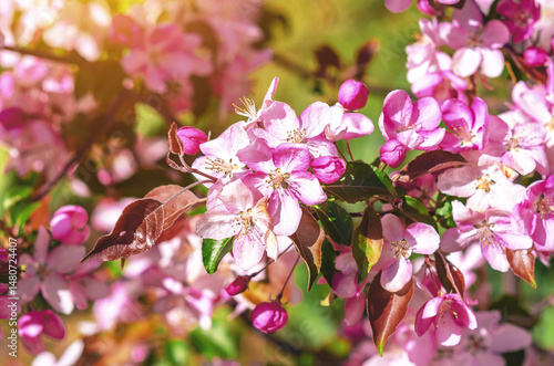Obraz na plátně Macro of pink apple blossom on tree on green blurred background with sun glare