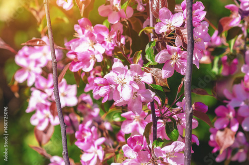 Wallpaper Mural Branch with pink apple blossom on tree on a green blurred background with sun glare. Spring content. Torontodigital.ca