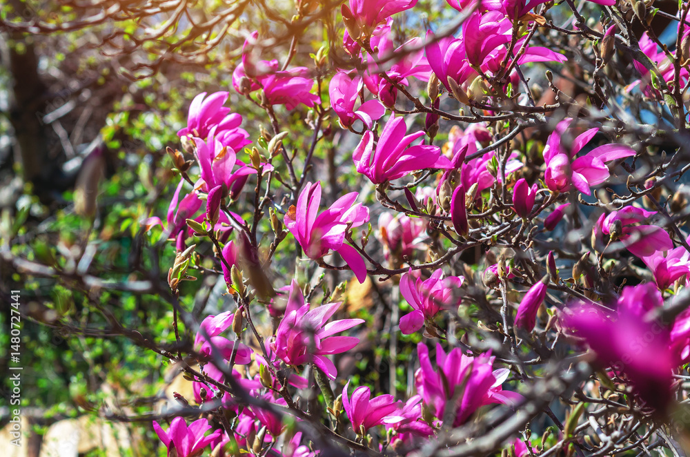 Obraz premium View of blooming pink magnolia bush with blurred focus on soft green nature background under sunlight.
