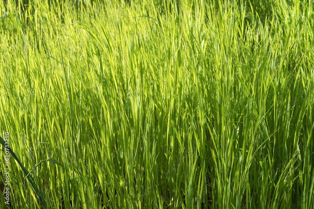 Natural field with lush green grass in spring sunlight close-up Natural field with lush green grass in spring sunlight close-up