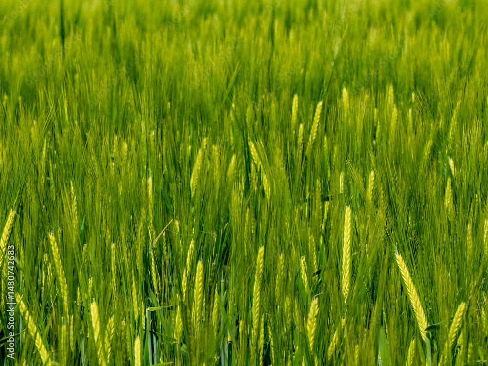 Gerstenfeld im Frühjahr Gerstenfeld im Frühjahr