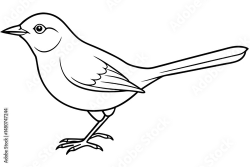 nightingale silhouette line art vector illustration with a white background