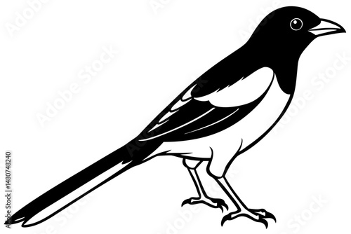oriole silhouette line art vector illustration with a white background