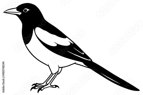 oriole silhouette line art vector illustration with a white background