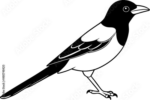 oriole silhouette line art vector illustration with a white background