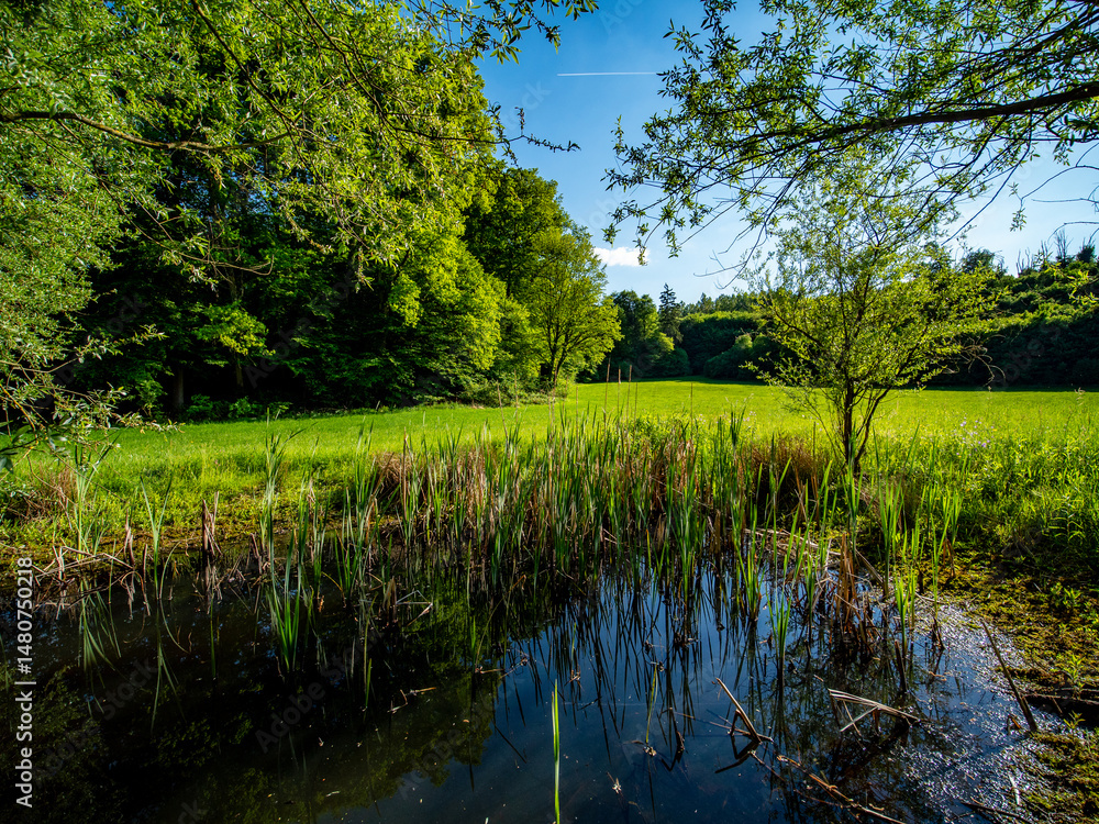 Fototapeta premium Kleiner Teich auf einer Waldlichtung