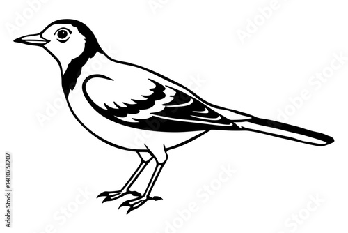skylark silhouette line art vector illustration with a white background