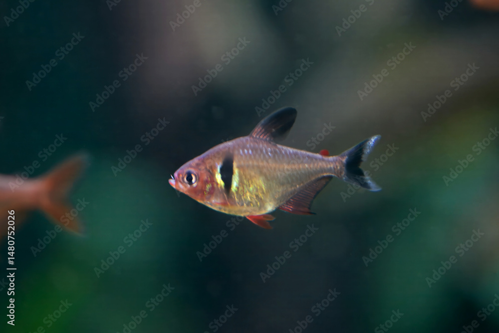 Fototapeta premium Black phantom tetra, Megalamphodus megalopterus