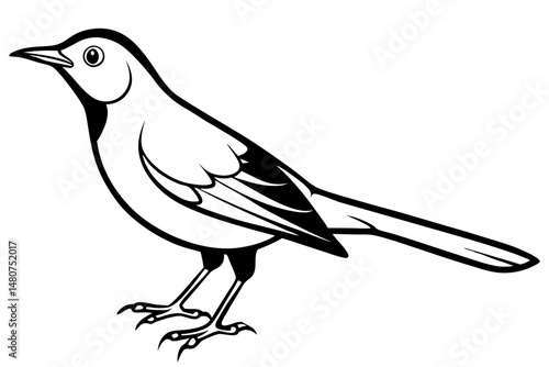 thrush silhouette line art vector illustration with a white background