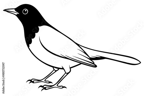 thrush silhouette line art vector illustration with a white background