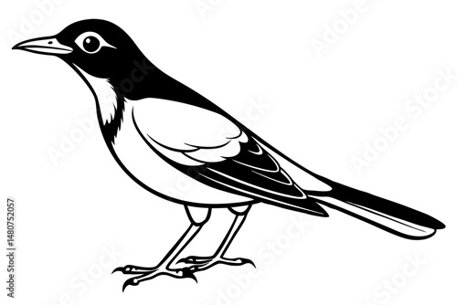 thrush silhouette line art vector illustration with a white background