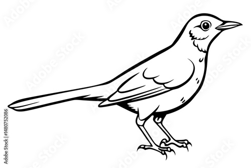 thrush silhouette line art vector illustration with a white background