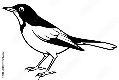 thrush silhouette line art vector illustration with a white background