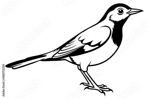 thrush silhouette line art vector illustration with a white background