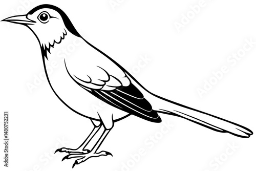 thrush silhouette line art vector illustration with a white background
