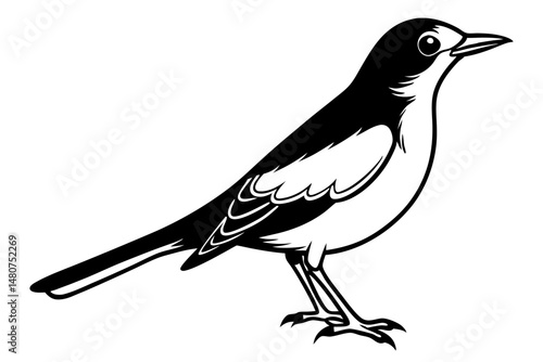thrush silhouette line art vector illustration with a white background