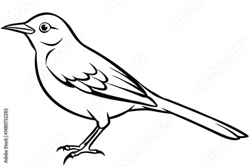 thrush silhouette line art vector illustration with a white background