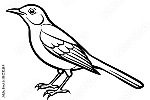 thrush silhouette line art vector illustration with a white background