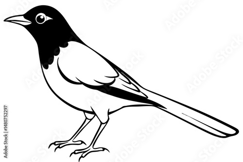 thrush silhouette line art vector illustration with a white background