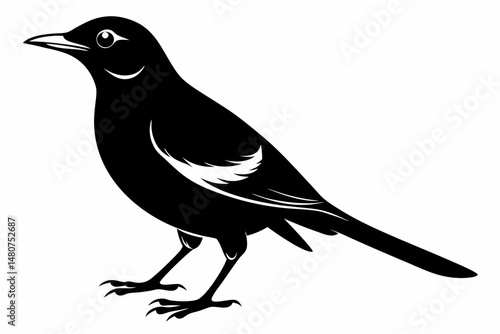 thrush silhouette line art vector illustration with a white background