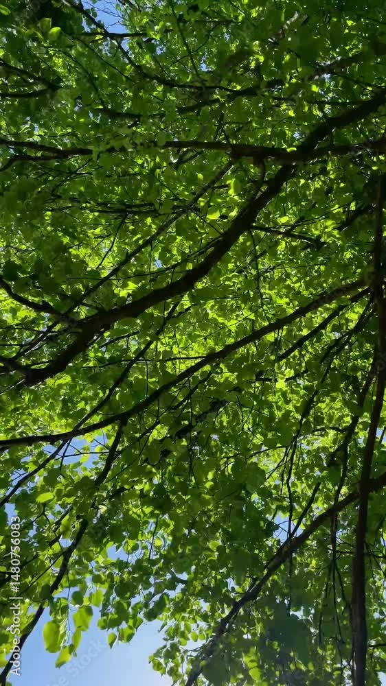 green leaves background and sky green leaves background and sky