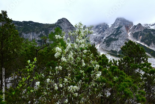 Snowy mespilus (Amelanchier ovalis) shrub bellow the mountains in Gorenjska, Slovenia