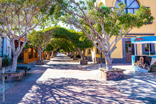 Fototapeta Naklejka Na Ścianę i Meble -  Empty tree-lined pedestrian walkway between village houses, trees with green foliage joined at top to form a tunnel, depth perspective, sunny winter day in Loreto, Baja California Sur, Mexico