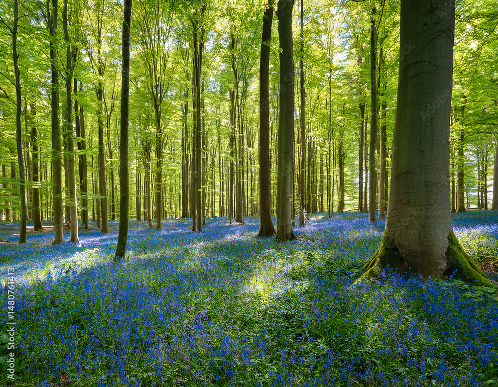 Vibrant landscape in a green deciduous forest with thick stems of beech trees and a carpet of blue flowers on the ground. Many blue flowers in a green beech forest