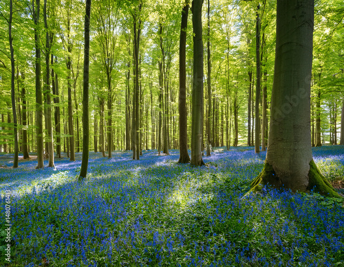Vibrant landscape in a green deciduous forest with thick stems of beech trees and a carpet of blue flowers on the ground. Many blue flowers in a green beech forest