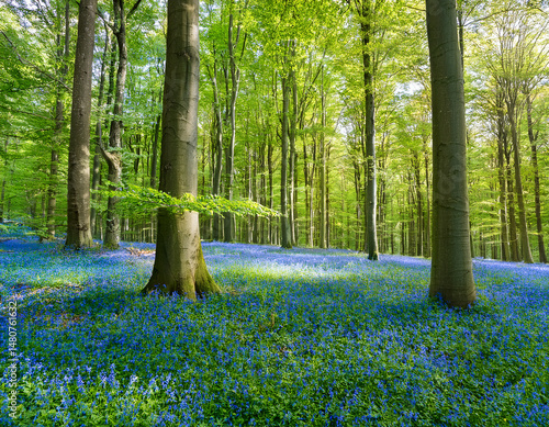 Vibrant landscape in a green deciduous forest with thick stems of beech trees and a carpet of blue flowers on the ground. Many blue flowers in a green beech forest