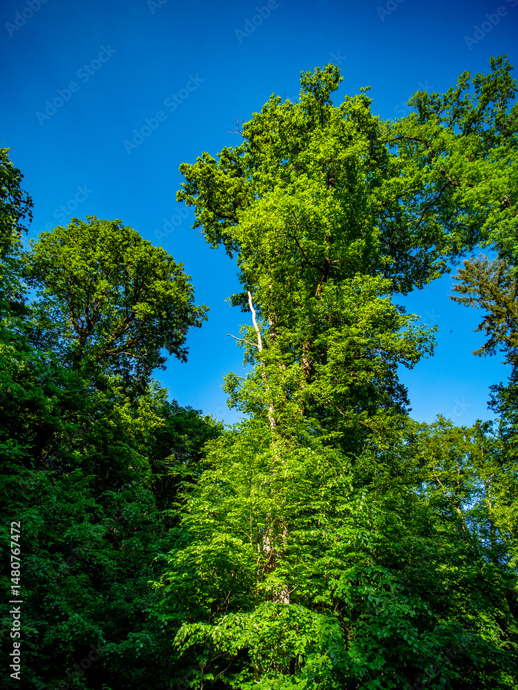 Obraz premium Abgestorbener Baum im Mischwald