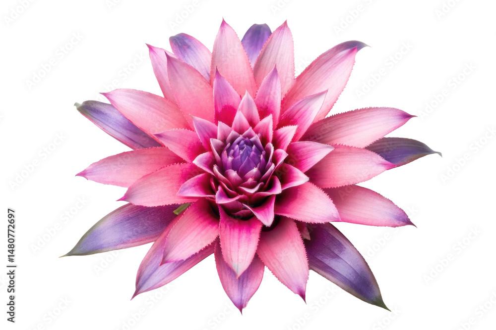 PNG Vibrant pink and purple bromeliad flower blooming with petal detail PNG Vibrant pink and purple bromeliad flower blooming with petal detail