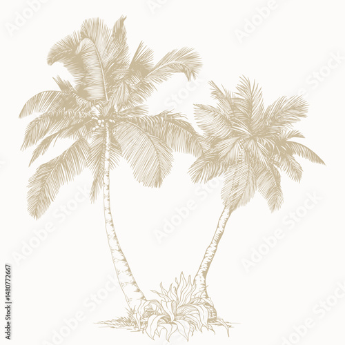 Tropical plant clip art. Hand drawn isolated element for design. Botanical illustration in line art style.