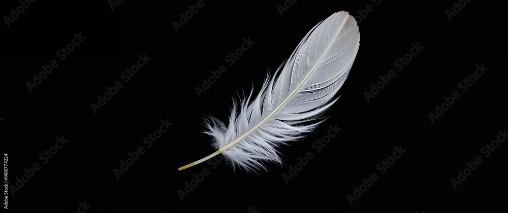 Obraz premium Single white feather floating on black background